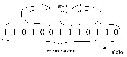 \includegraphics[width=.8\linewidth, height=125pt]{imagenes/cromosoma.eps}